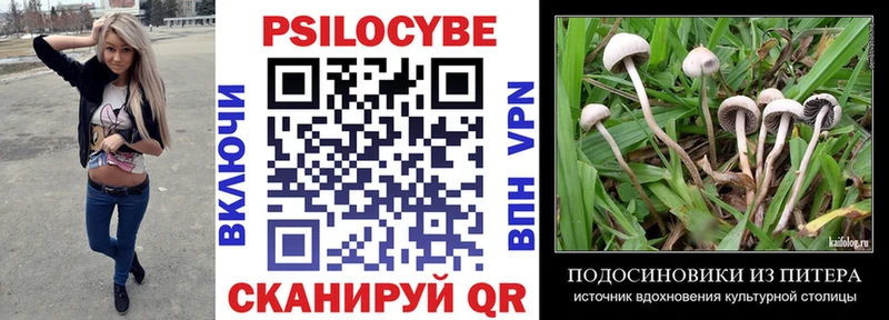 Купить  Унеча  Галлюциногенные грибы Psilocybine cubensis 
